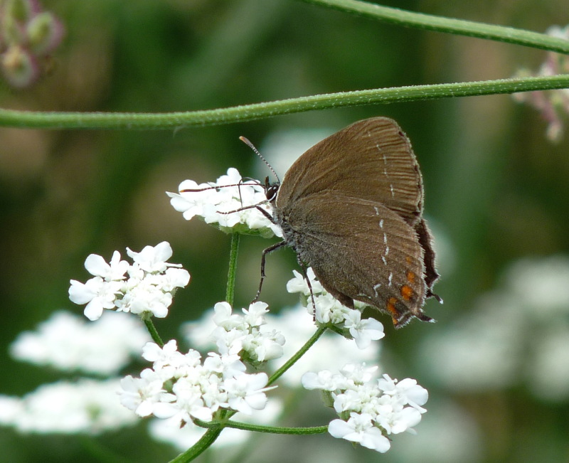 Da determinare 4 - Satyrium ilicis